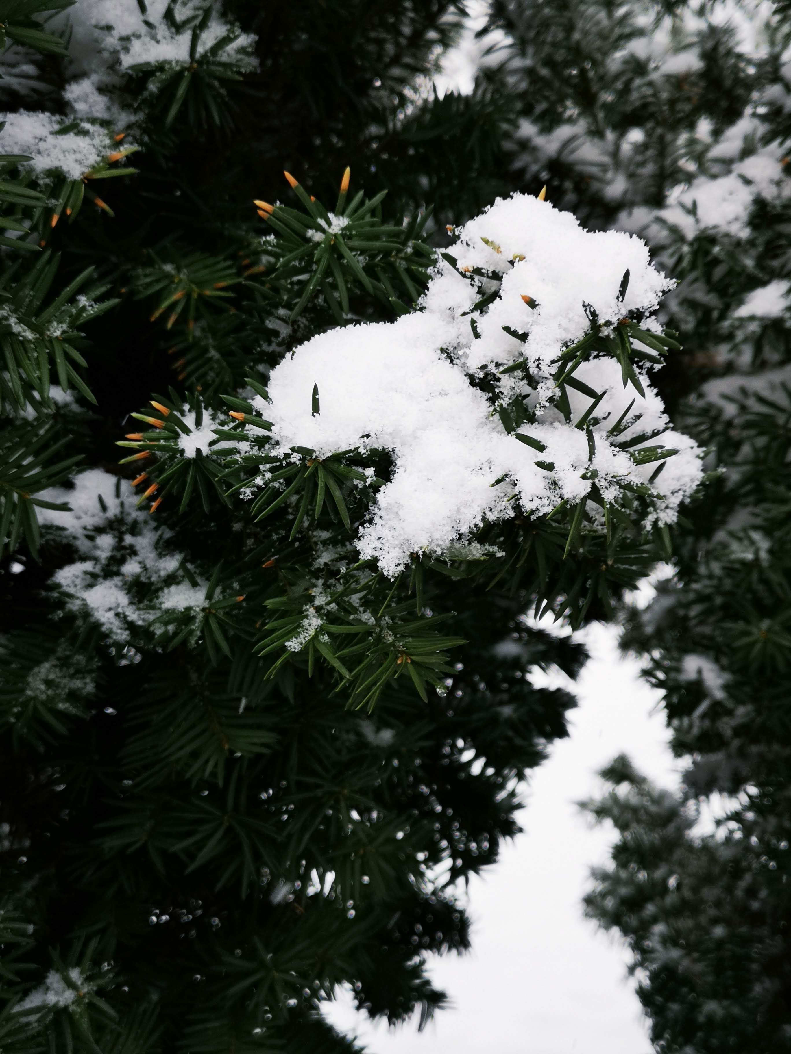 松针是北方冬天能见到的为数不多的绿色