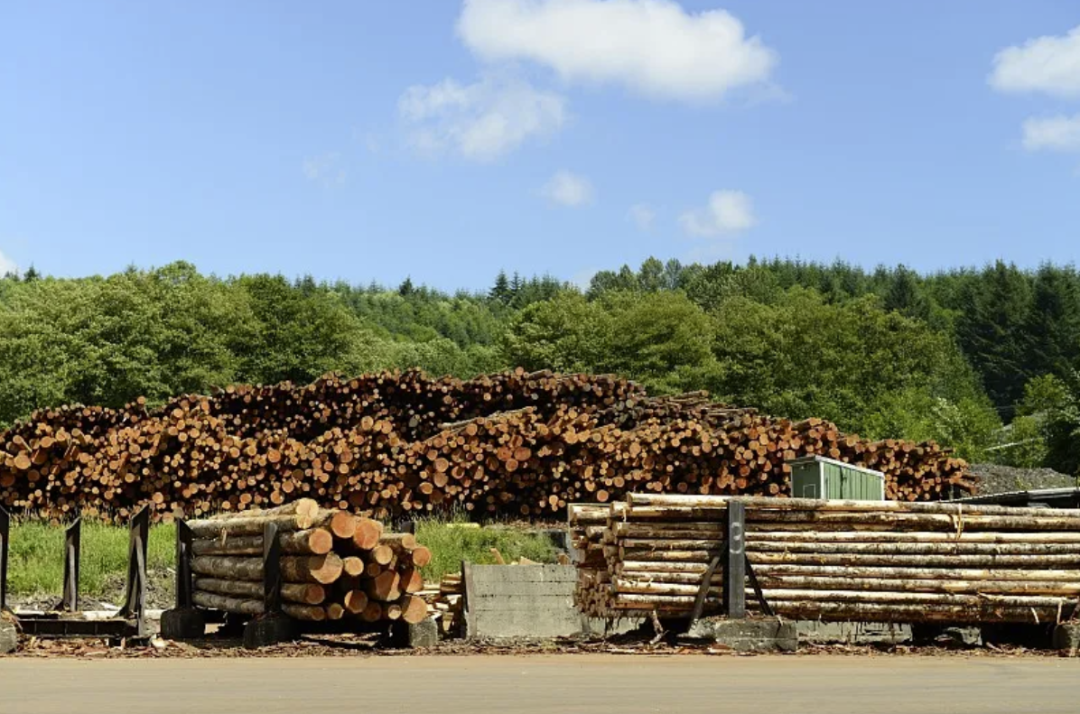 美国木材危机往事-前方高能