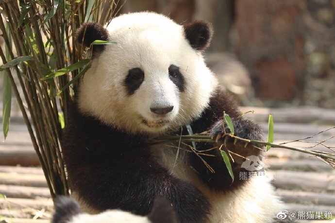 【EV扑克】义乌一商场大屏现巨幅丫丫海报 中国为什么会选择熊猫作为国宝呢？