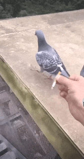 微信图片_20230307234446.gif