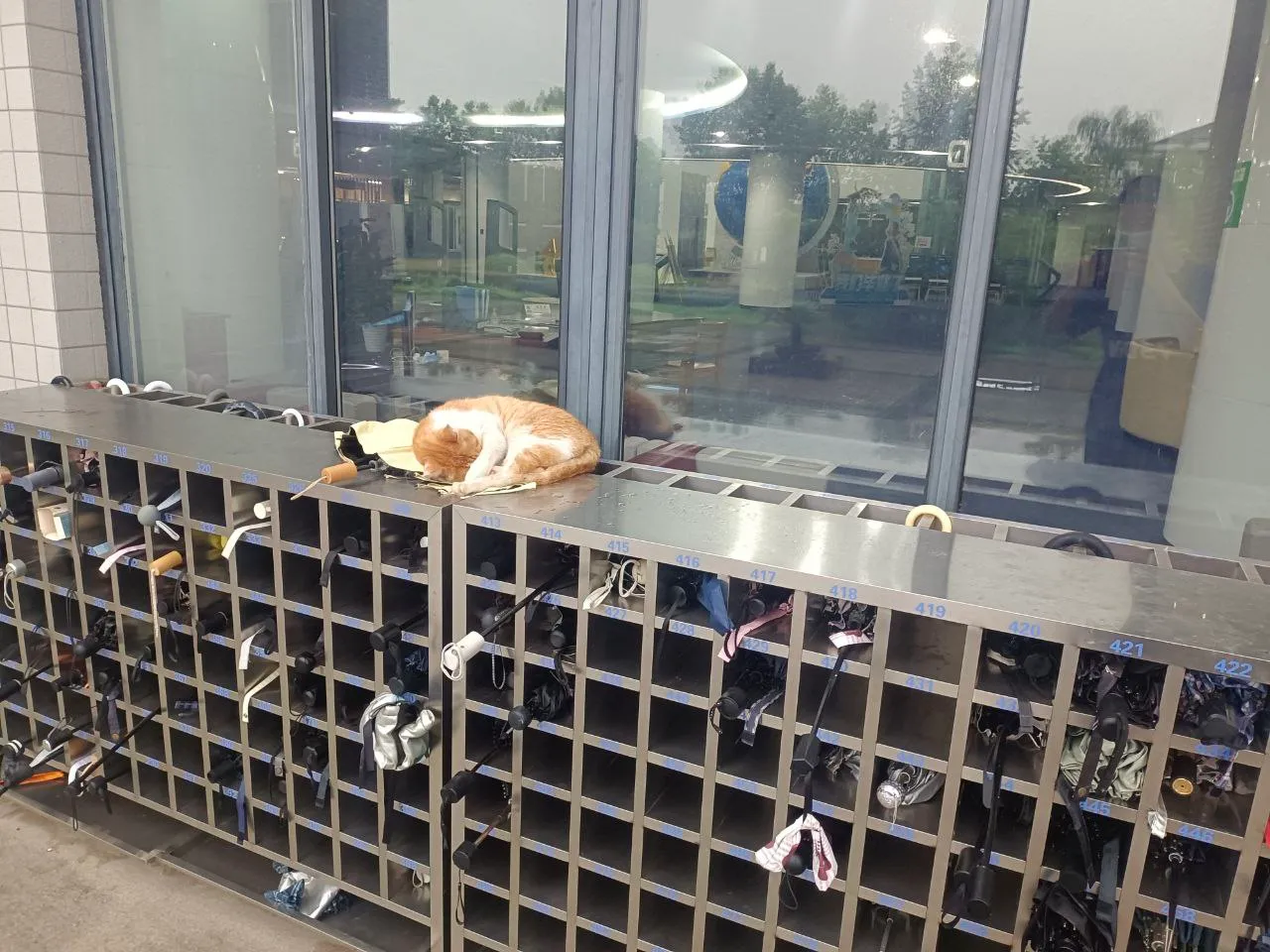 犯困小猫咪+雨伞摆放处全貌