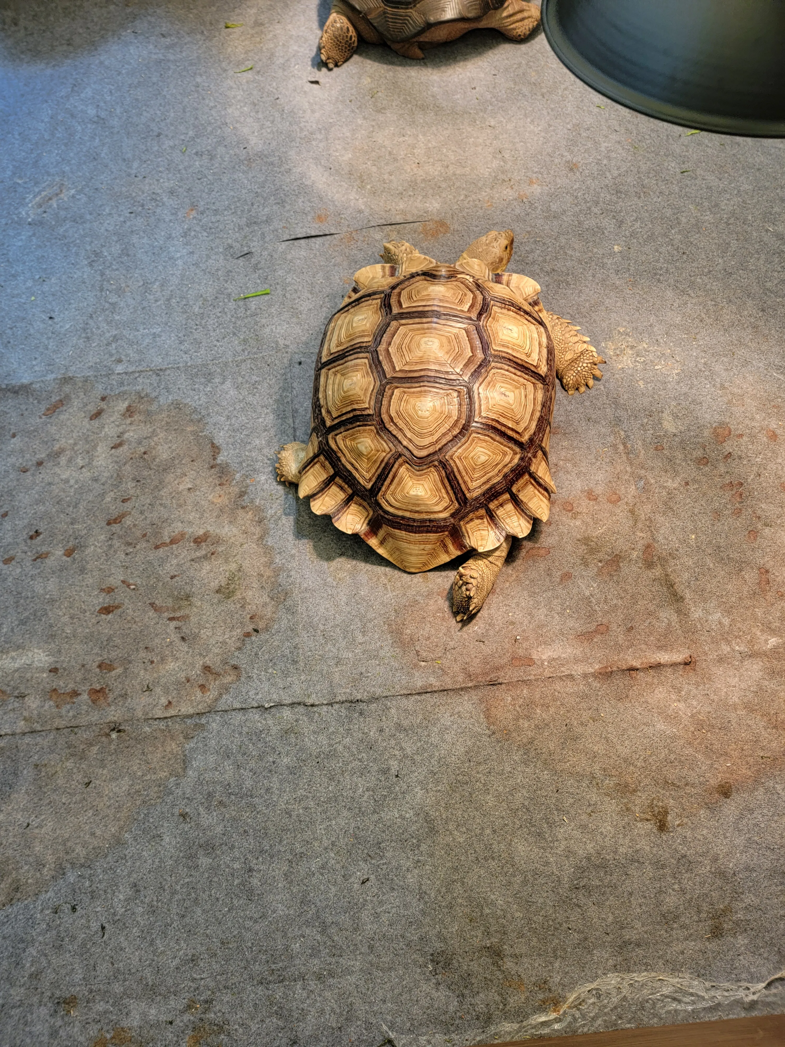 上海-亚洲宠物展-陆龟-8·19