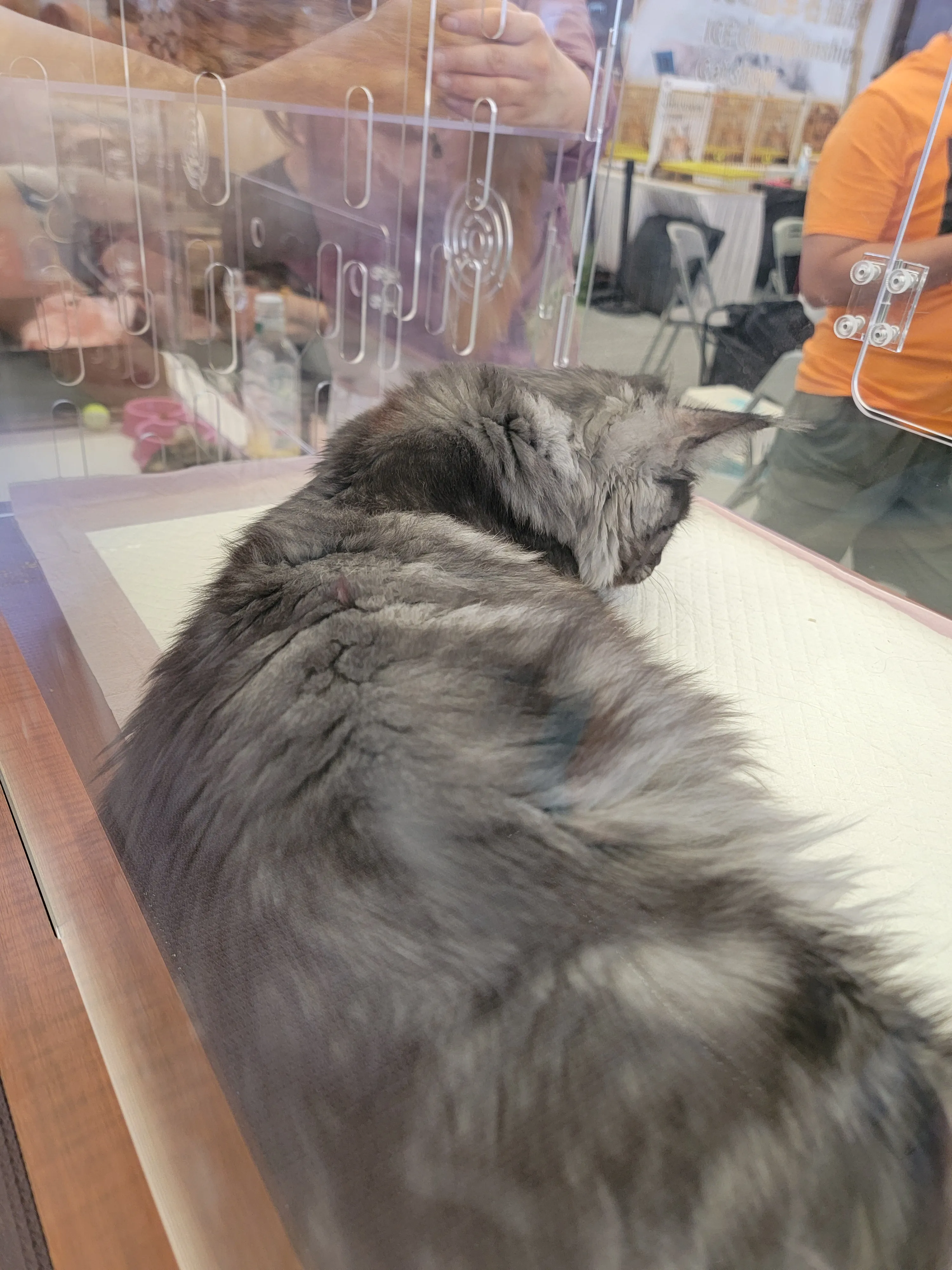 上海-亚洲宠物展-黑色缅因猫2-8·19