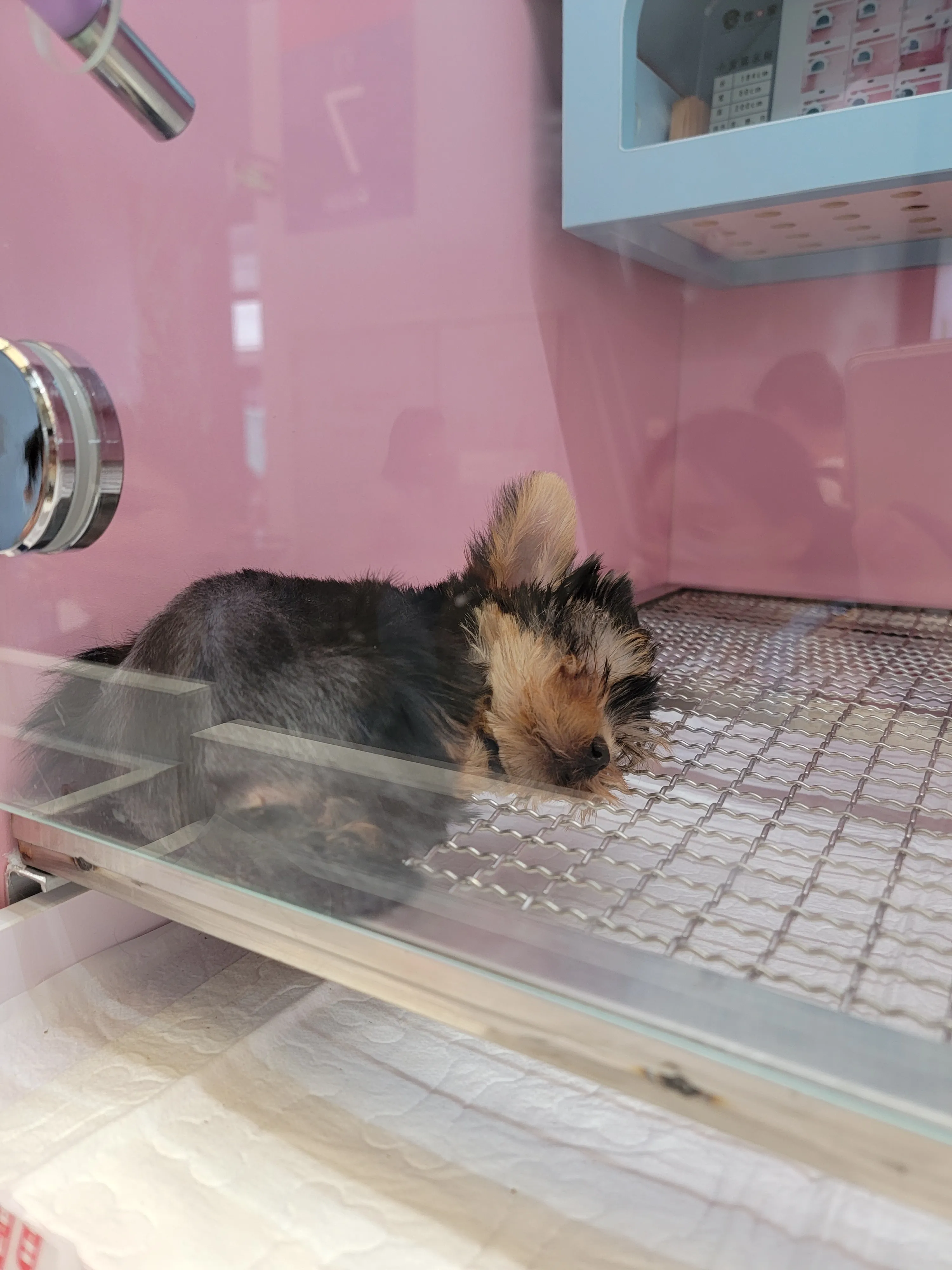 上海-亚洲宠物展-小狗-8·19