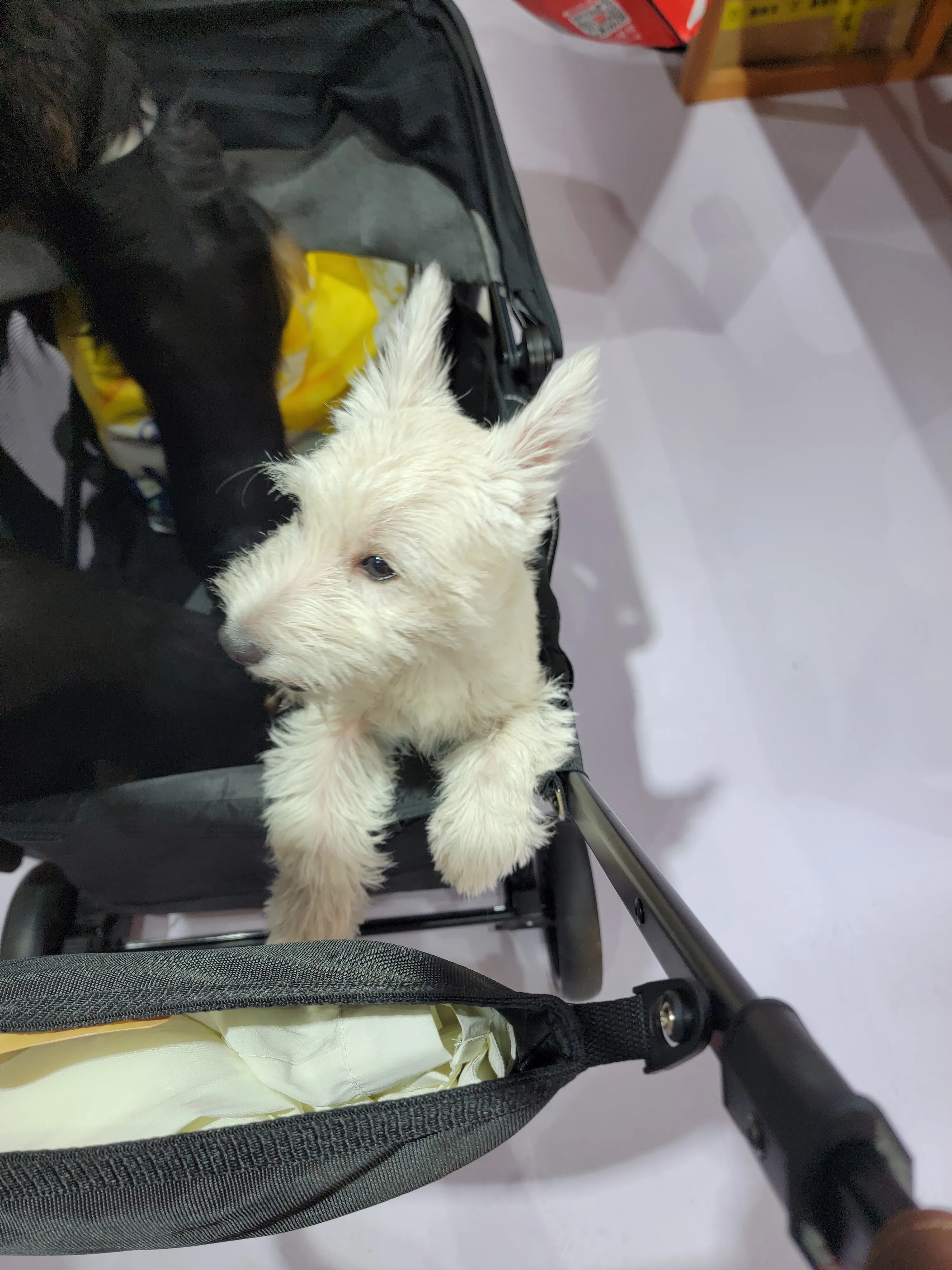 上海-亚洲宠物展-西高地-8·19