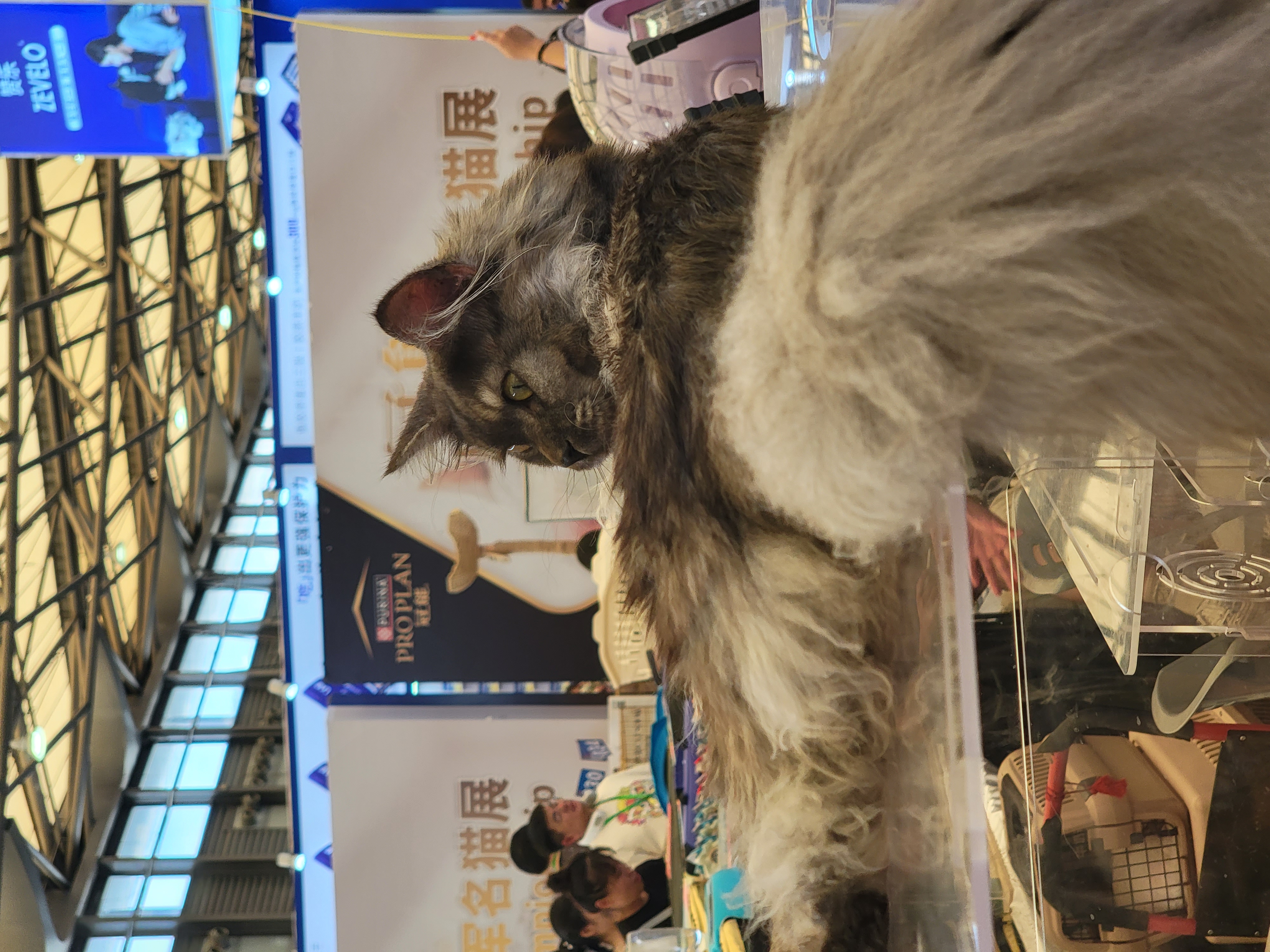 上海-亚洲宠物展-黑色缅因猫1-8·19