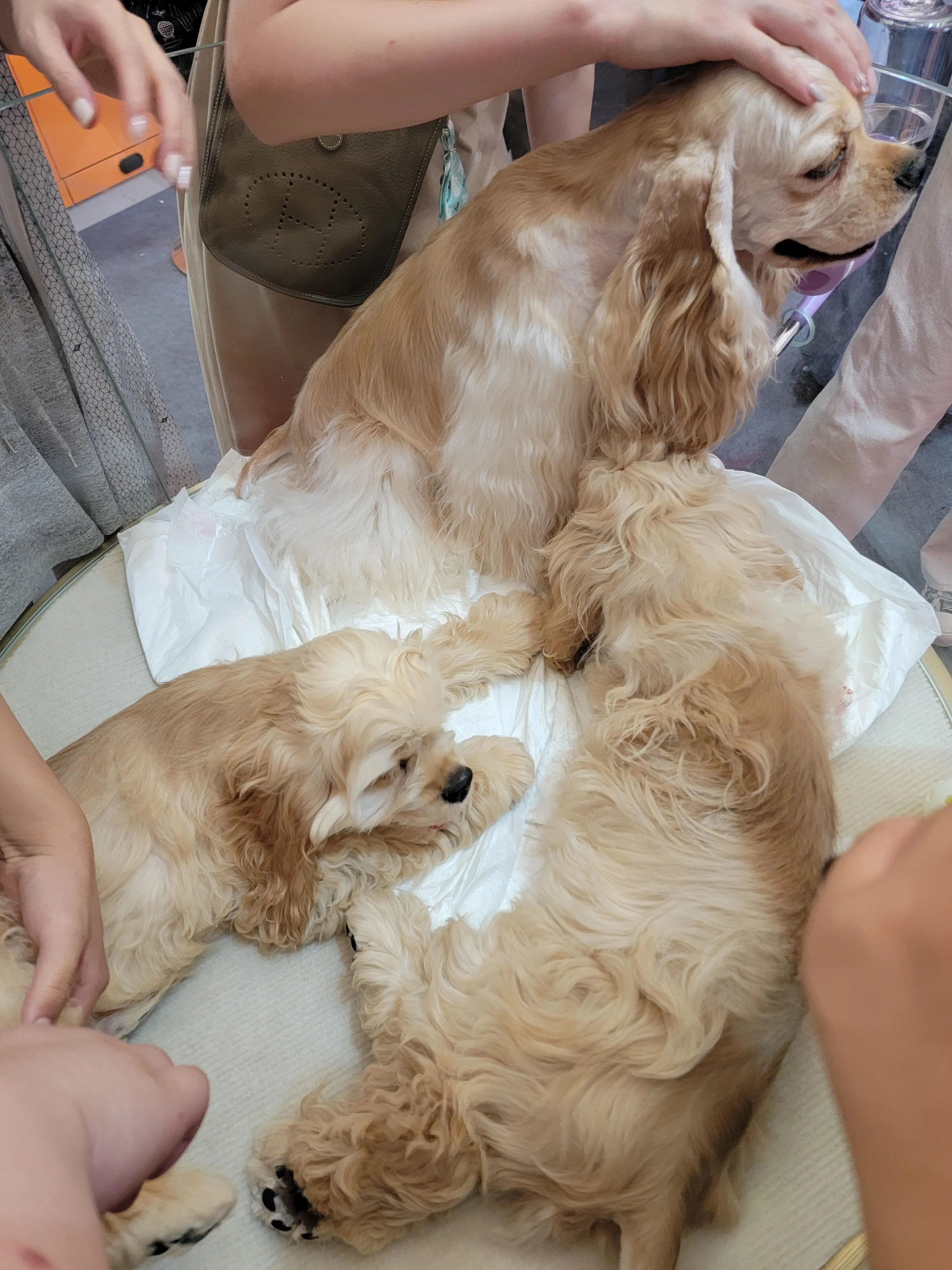 上海-亚洲宠物展-金毛-8·19