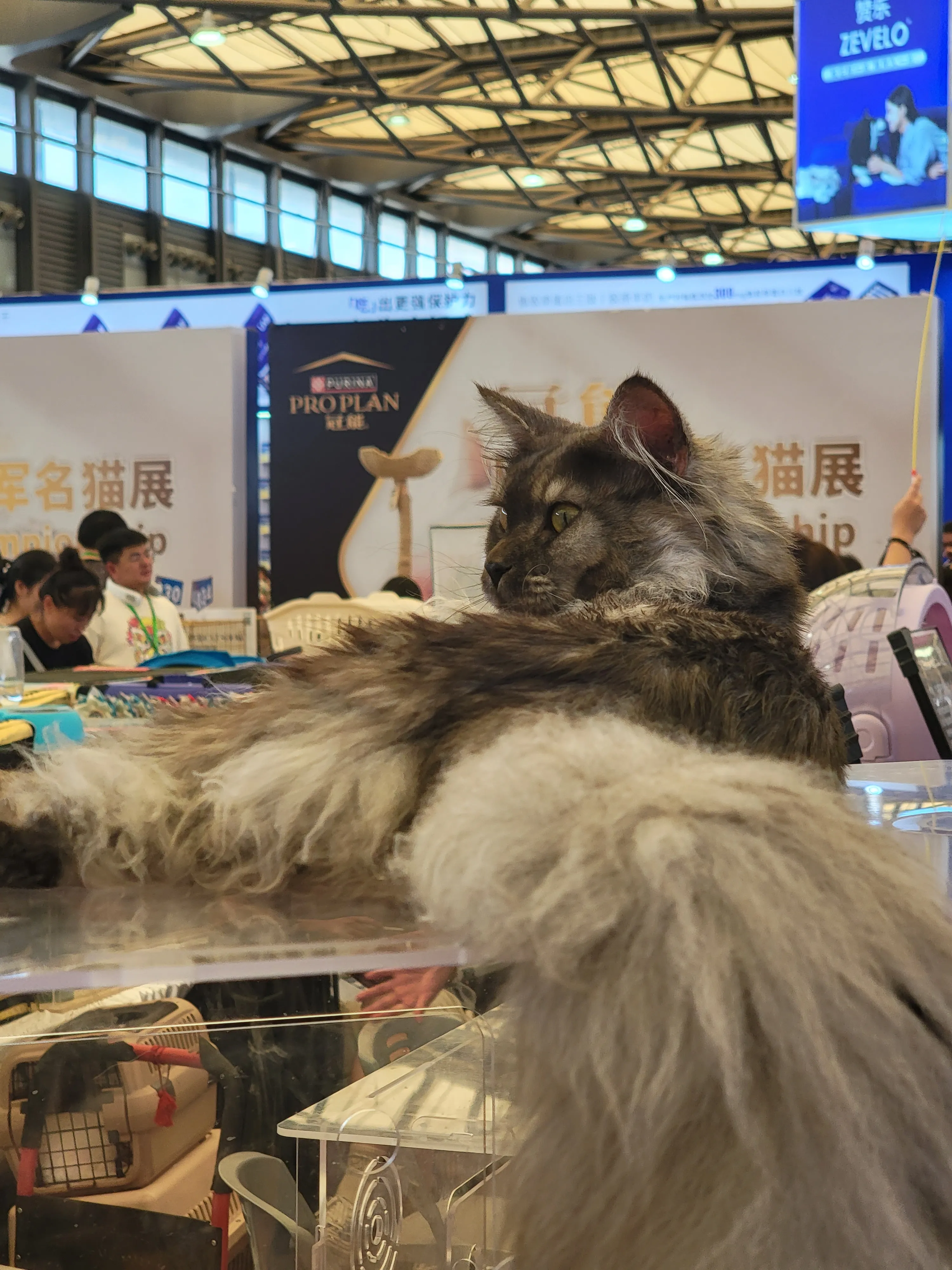 上海-亚洲宠物展-黑色缅因猫1-8·19