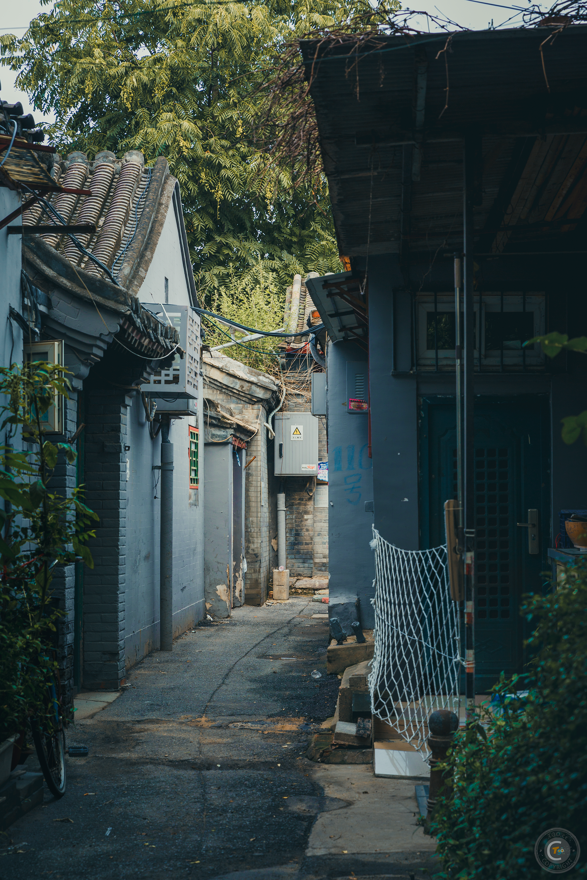 野生胡同